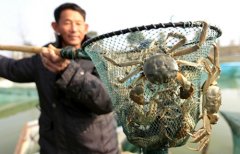 洪都拉斯-全面解決大閘蟹運(yùn)輸難題，跨越速運(yùn)讓蟹農(nóng)蟹商更放心