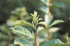 印度尼西亞空運每日商報、京東物流、醬爆推出“浙里有好茶”公益行動