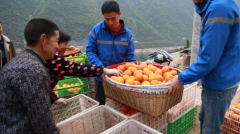 上海空運(yùn)-為“鄂”拼單 中通快遞35天助銷秭歸臍橙超25萬單